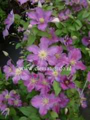 Clematis 'JOLLY GOOD' (Zojogo) PBRaf